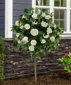 Fast Growing Trees Iceberg Rose Tree
