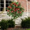 Fast Growing Trees Ketchup & Mustard Rose Tree