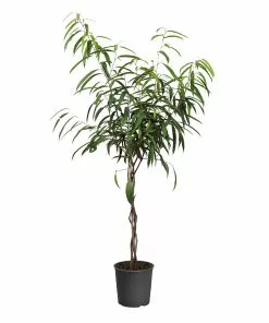 Fast Growing Trees Ficus Alii Braid Plant 27 Fast Growing Trees Ficus Alii Braid Plant