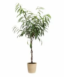 Fast Growing Trees Ficus Alii Braid Plant 19 Fast Growing Trees Ficus Alii Braid Plant