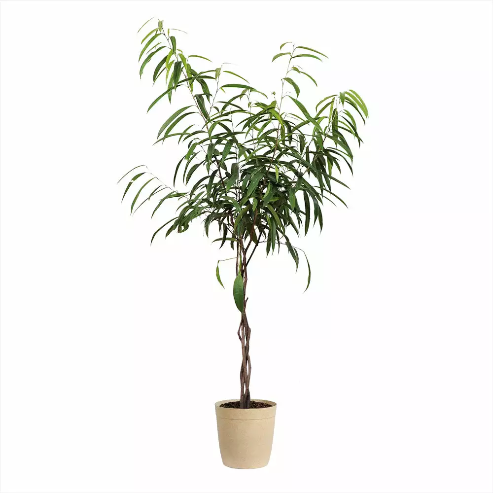 Fast Growing Trees Ficus Alii Braid Plant 7 Fast Growing Trees Ficus Alii Braid Plant