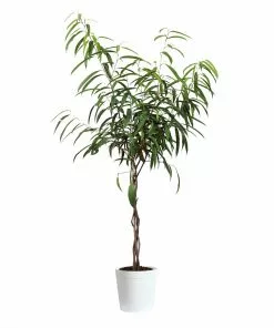 Fast Growing Trees Ficus Alii Braid Plant 20 Fast Growing Trees Ficus Alii Braid Plant