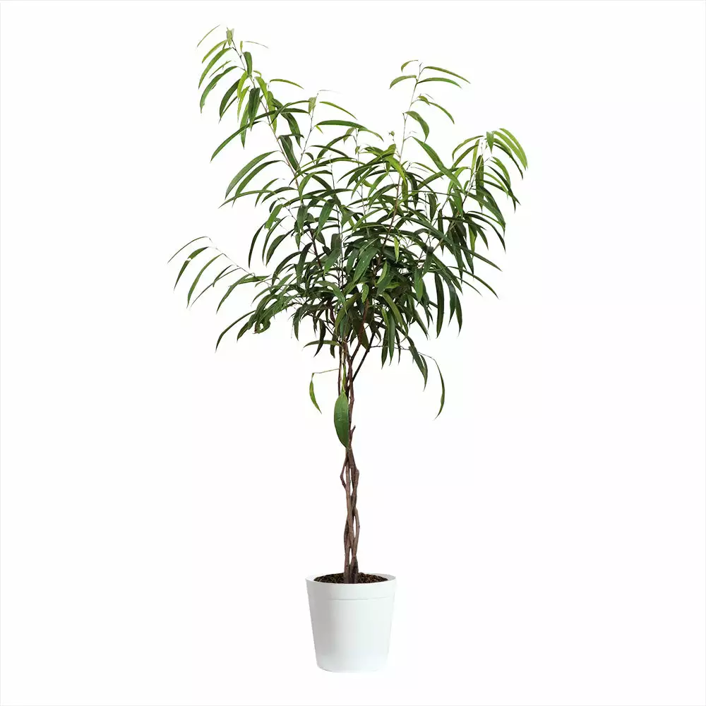 Fast Growing Trees Ficus Alii Braid Plant 8 Fast Growing Trees Ficus Alii Braid Plant