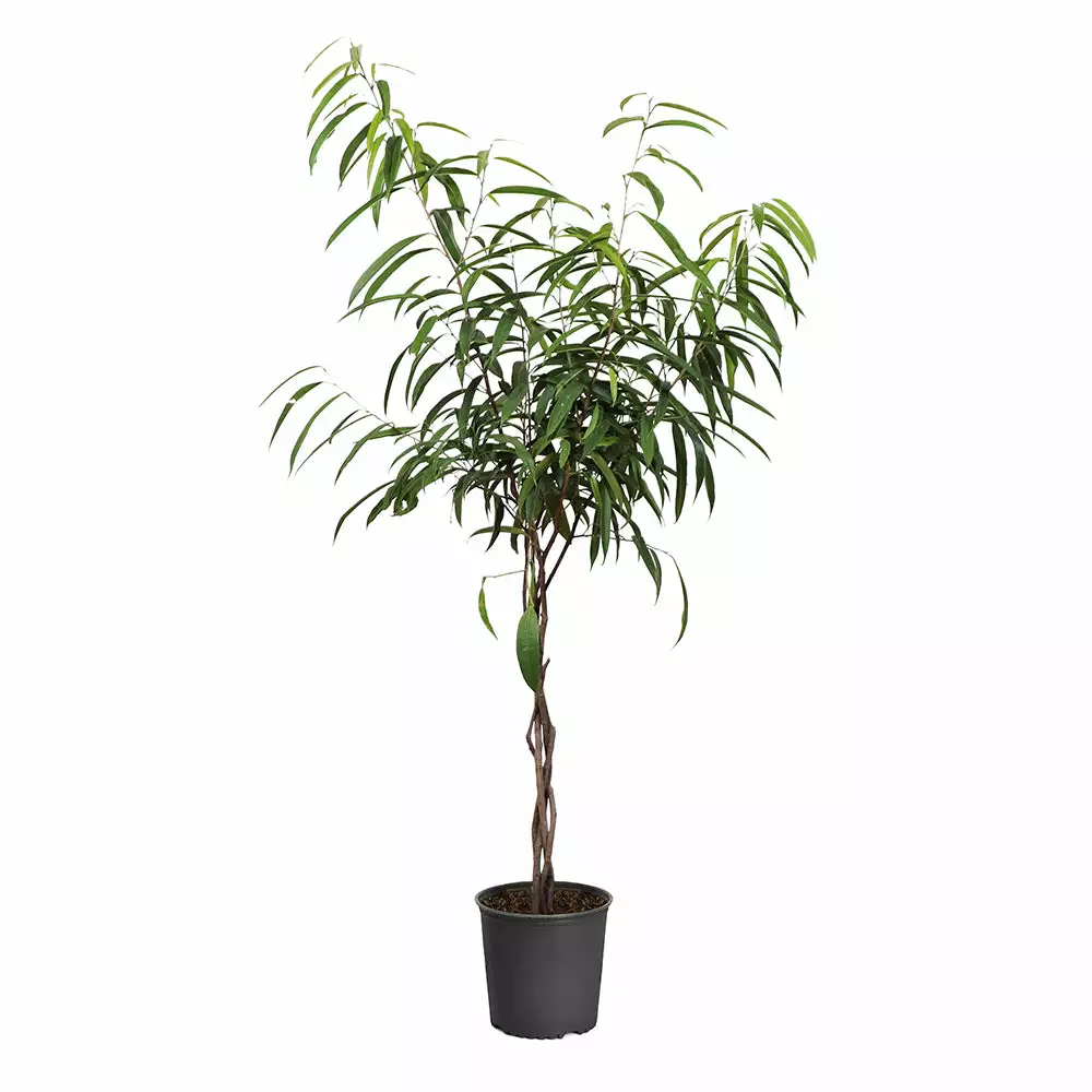 Fast Growing Trees Ficus Alii Braid Plant 15 Fast Growing Trees Ficus Alii Braid Plant