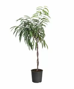 Fast Growing Trees Ficus Alii Braid Plant 22 Fast Growing Trees Ficus Alii Braid Plant