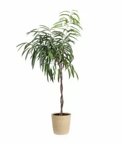 Fast Growing Trees Ficus Alii Braid Plant 21 Fast Growing Trees Ficus Alii Braid Plant