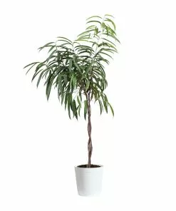 Fast Growing Trees Ficus Alii Braid Plant 23 Fast Growing Trees Ficus Alii Braid Plant