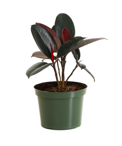 Fast Growing Trees Rubber Plant (Ficus) Air Purifying House Plants 19 Fast Growing Trees Rubber Plant (Ficus) Air Purifying House Plants