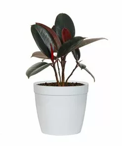 Fast Growing Trees Rubber Plant (Ficus) Air Purifying House Plants 20 Fast Growing Trees Rubber Plant (Ficus) Air Purifying House Plants