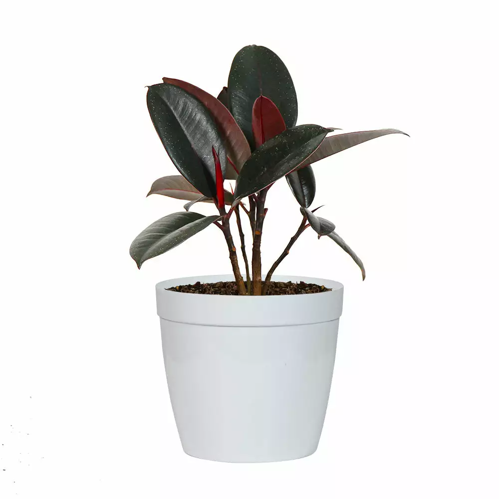 Fast Growing Trees Rubber Plant (Ficus) Air Purifying House Plants 11 Fast Growing Trees Rubber Plant (Ficus) Air Purifying House Plants