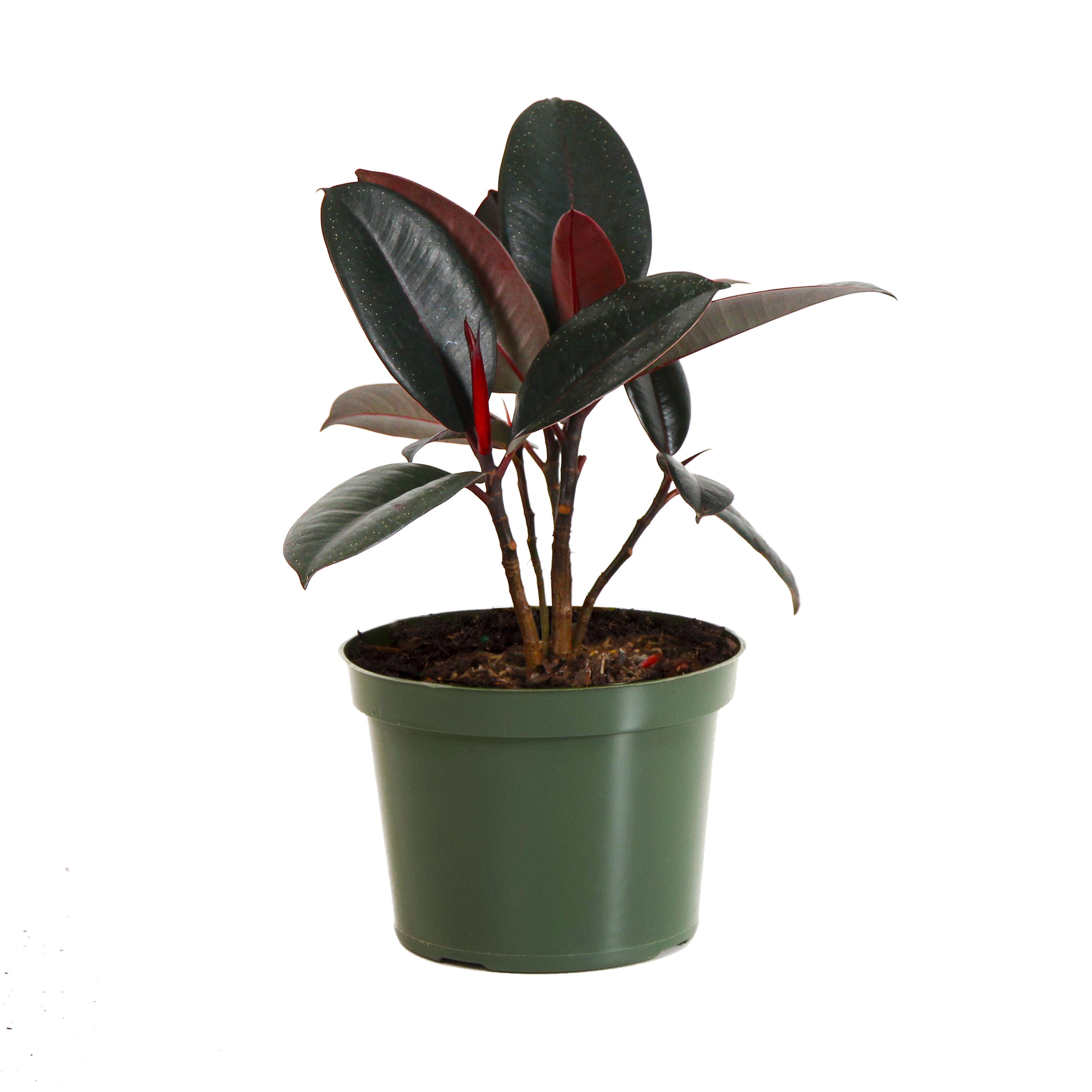 Fast Growing Trees Rubber Plant (Ficus) Air Purifying House Plants 10 Fast Growing Trees Rubber Plant (Ficus) Air Purifying House Plants