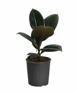 Fast Growing Trees Rubber Plant (Ficus) Air Purifying House Plants 21 Fast Growing Trees Rubber Plant (Ficus) Air Purifying House Plants