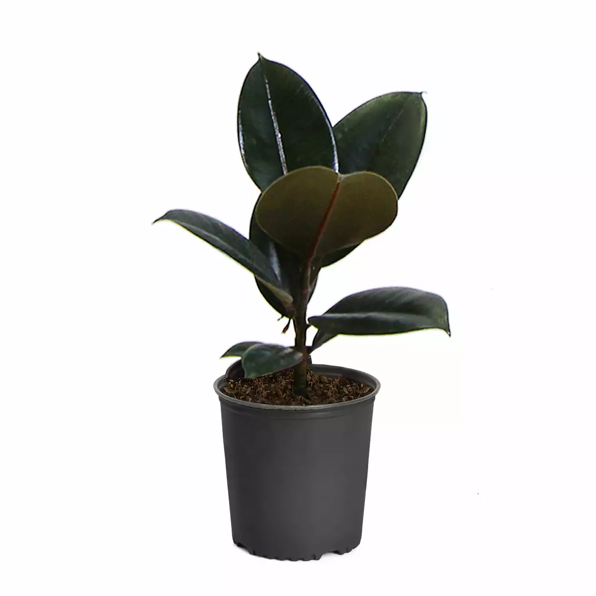 Fast Growing Trees Rubber Plant (Ficus) Air Purifying House Plants 12 Fast Growing Trees Rubber Plant (Ficus) Air Purifying House Plants