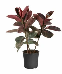 Fast Growing Trees Ficus Ruby (Variegated Rubber Plant) Air Purifying House Plants 13 Fast Growing Trees Ficus Ruby (Variegated Rubber Plant) Air Purifying House Plants
