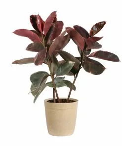 Fast Growing Trees Ficus Ruby (Variegated Rubber Plant) Air Purifying House Plants 14 Fast Growing Trees Ficus Ruby (Variegated Rubber Plant) Air Purifying House Plants