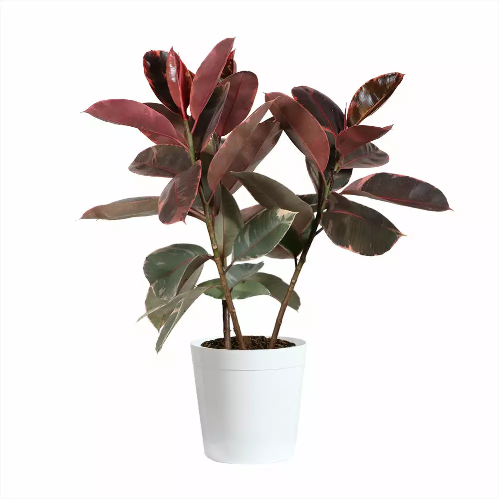 Fast Growing Trees Ficus Ruby (Variegated Rubber Plant) Air Purifying House Plants 9 Fast Growing Trees Ficus Ruby (Variegated Rubber Plant) Air Purifying House Plants