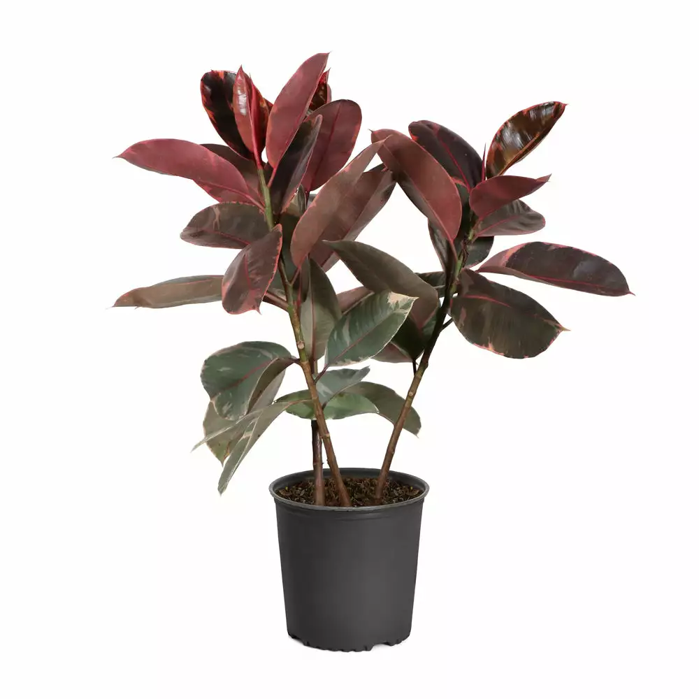 Fast Growing Trees Ficus Ruby (Variegated Rubber Plant) Air Purifying House Plants 7 Fast Growing Trees Ficus Ruby (Variegated Rubber Plant) Air Purifying House Plants