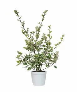 Fast Growing Trees Air Purifying House Plants Variegated Ficus Triangularis 15 Fast Growing Trees Air Purifying House Plants Variegated Ficus Triangularis