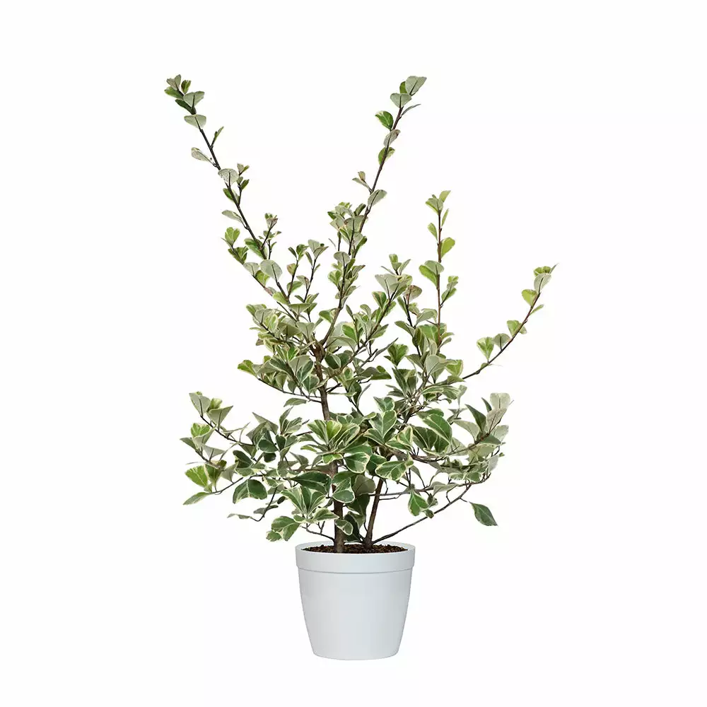 Fast Growing Trees Air Purifying House Plants Variegated Ficus Triangularis 9 Fast Growing Trees Air Purifying House Plants Variegated Ficus Triangularis