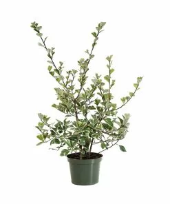 Fast Growing Trees Air Purifying House Plants Variegated Ficus Triangularis 14 Fast Growing Trees Air Purifying House Plants Variegated Ficus Triangularis