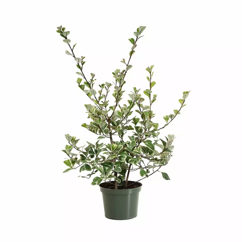 Fast Growing Trees Air Purifying House Plants Variegated Ficus Triangularis 8 Fast Growing Trees Air Purifying House Plants Variegated Ficus Triangularis