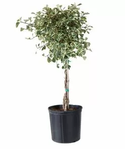 Fast Growing Trees Variegated Ficus Triangularis Tree Air Purifying House Plants 9 Fast Growing Trees Variegated Ficus Triangularis Tree Air Purifying House Plants