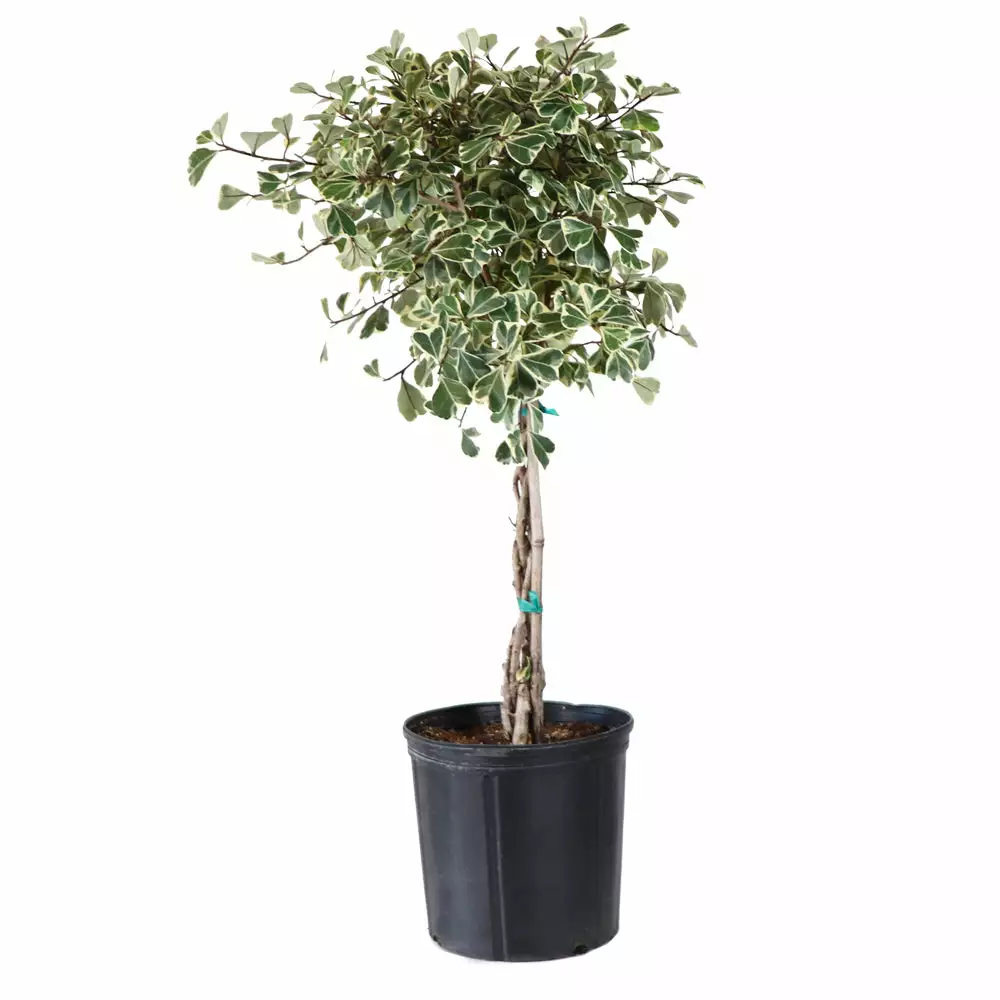 Fast Growing Trees Variegated Ficus Triangularis Tree Air Purifying House Plants 6 Fast Growing Trees Variegated Ficus Triangularis Tree Air Purifying House Plants