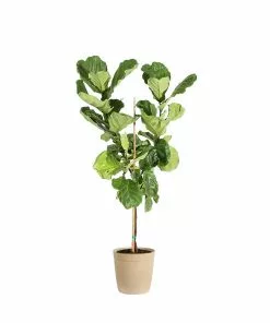 Fast Growing Trees Fiddle-Leaf Fig Tree 32 Fast Growing Trees Fiddle-Leaf Fig Tree