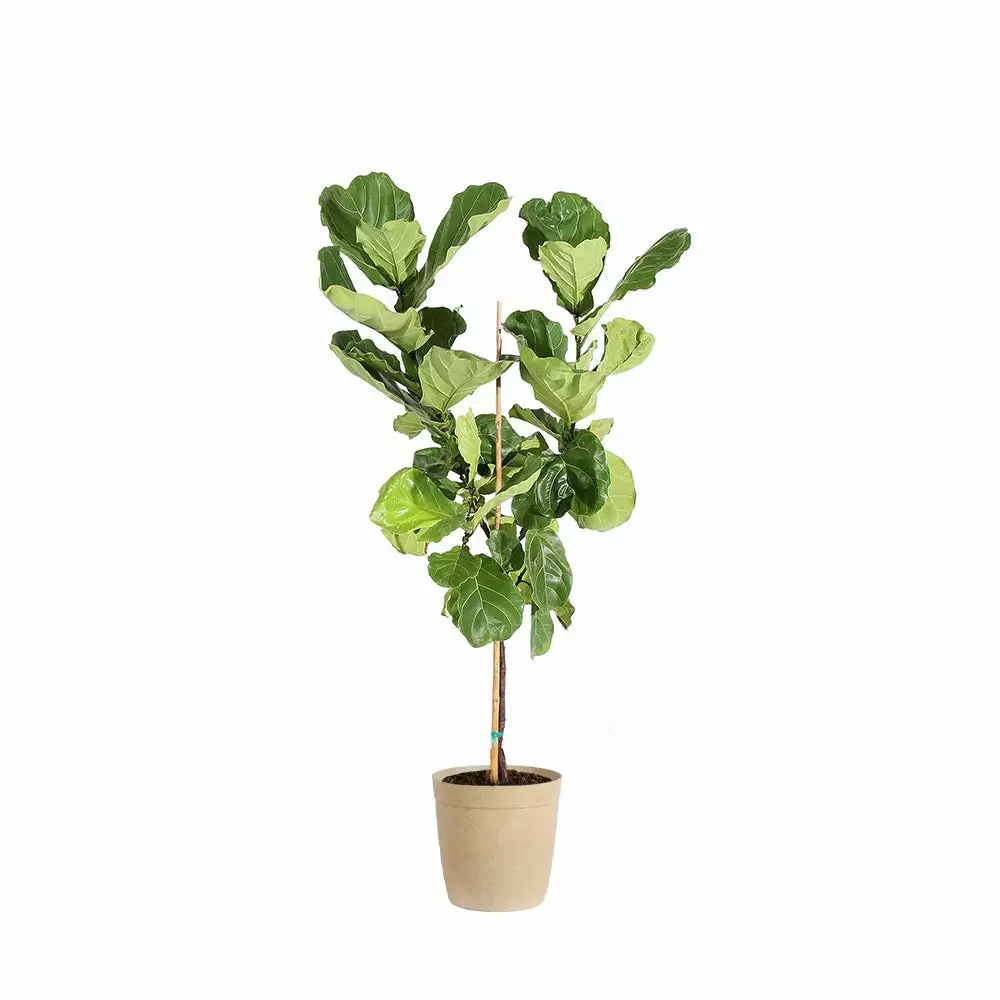 Fast Growing Trees Fiddle-Leaf Fig Tree 16 Fast Growing Trees Fiddle-Leaf Fig Tree