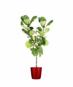 Fast Growing Trees Fiddle-Leaf Fig Tree 35 Fast Growing Trees Fiddle-Leaf Fig Tree