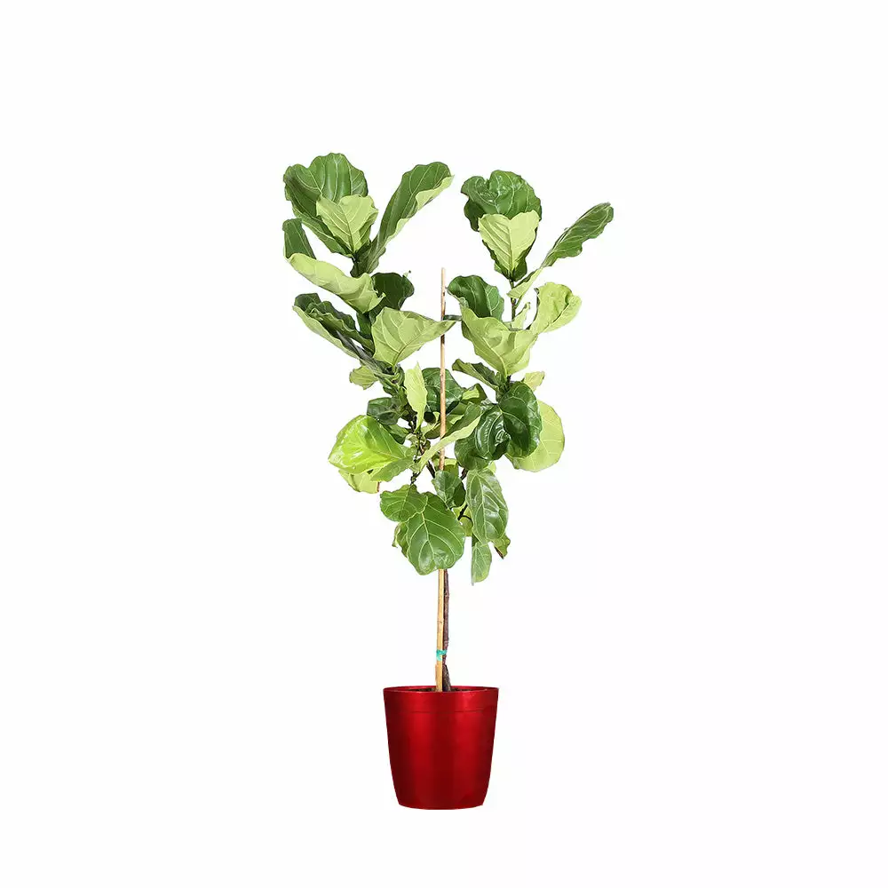 Fast Growing Trees Fiddle-Leaf Fig Tree 19 Fast Growing Trees Fiddle-Leaf Fig Tree