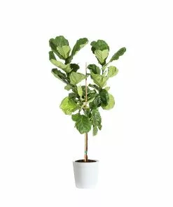Fast Growing Trees Fiddle-Leaf Fig Tree 33 Fast Growing Trees Fiddle-Leaf Fig Tree
