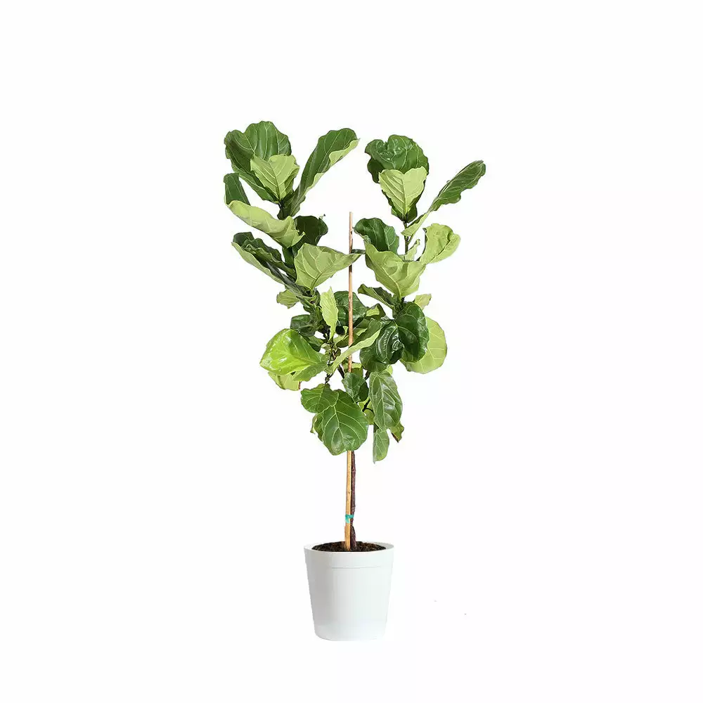 Fast Growing Trees Fiddle-Leaf Fig Tree 17 Fast Growing Trees Fiddle-Leaf Fig Tree