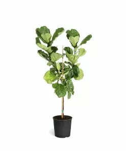Fast Growing Trees Fiddle-Leaf Fig Tree 34 Fast Growing Trees Fiddle-Leaf Fig Tree