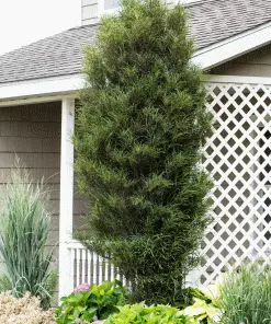 Fast Growing Trees Fine Line® Buckthorn Standard Tree