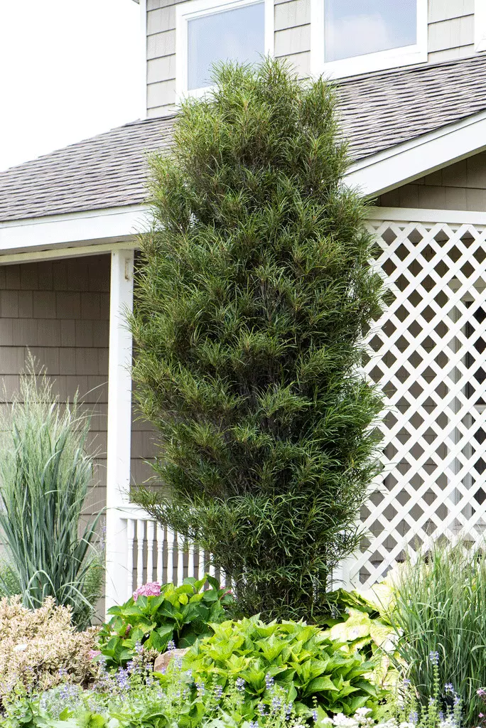 Fast Growing Trees Fine Line® Buckthorn Standard Tree 3 Fast Growing Trees Fine Line® Buckthorn Standard Tree