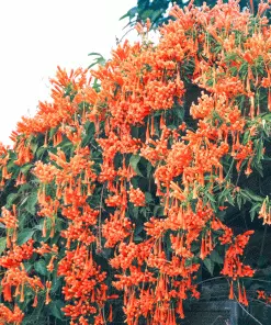 Fast Growing Trees Tangerine Beauty Crossvine See All Shrubs & Hedges 7 Fast Growing Trees Tangerine Beauty Crossvine See All Shrubs & Hedges