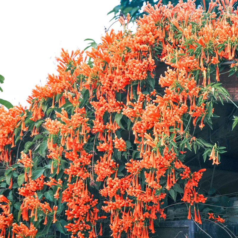 Fast Growing Trees Tangerine Beauty Crossvine See All Shrubs & Hedges 5 Fast Growing Trees Tangerine Beauty Crossvine See All Shrubs & Hedges