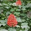 Fast Growing Trees Flaming Glory Plant See All Shrubs & Hedges