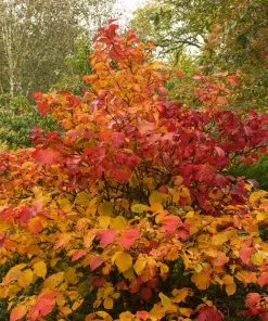 Fast Growing Trees Mount Airy Fothergilla 7 Fast Growing Trees Mount Airy Fothergilla