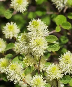 Fast Growing Trees Mount Airy Fothergilla 9 Fast Growing Trees Mount Airy Fothergilla