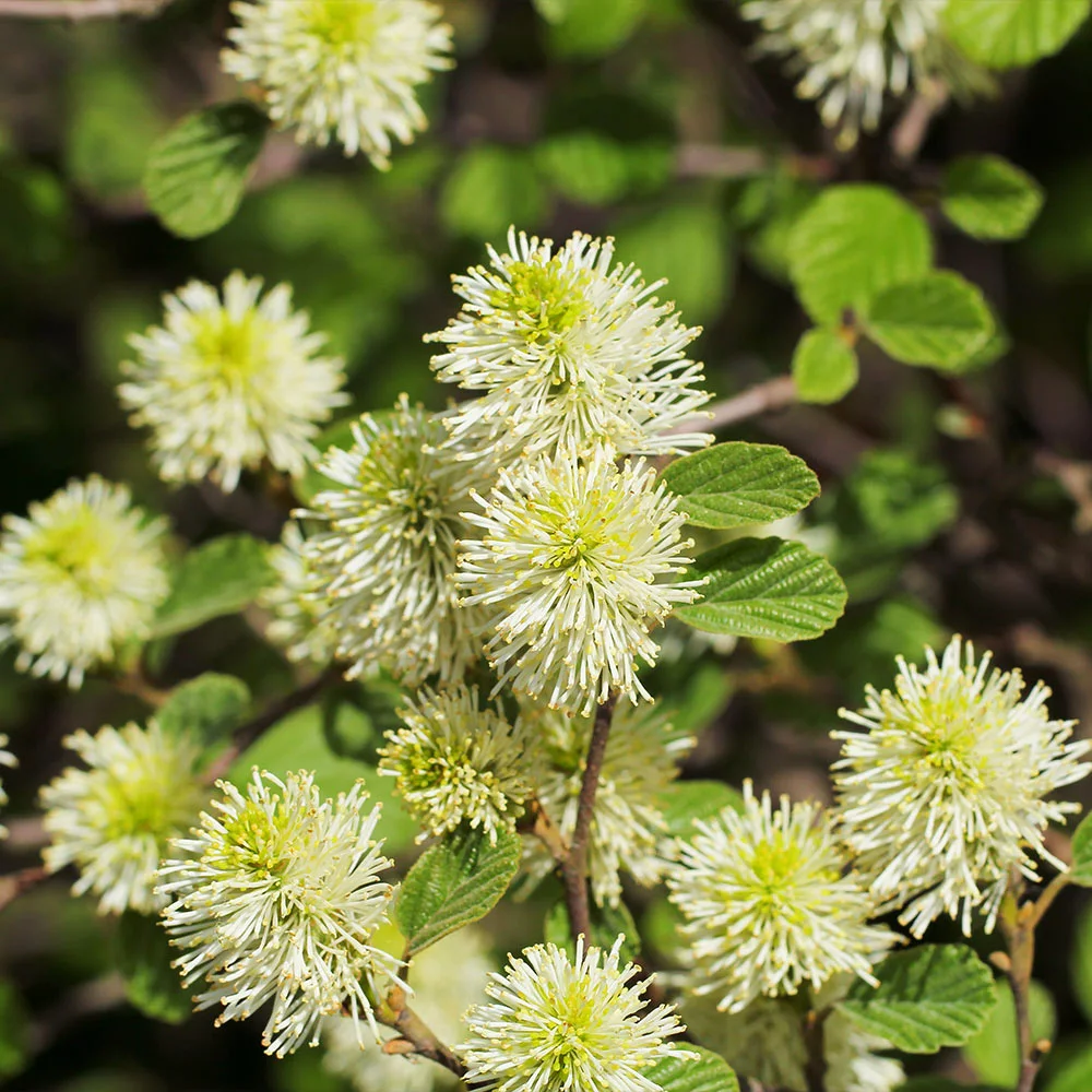 Fast Growing Trees Mount Airy Fothergilla 6 Fast Growing Trees Mount Airy Fothergilla