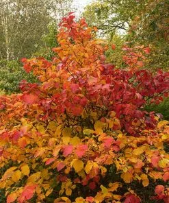 Fast Growing Trees Mount Airy Fothergilla