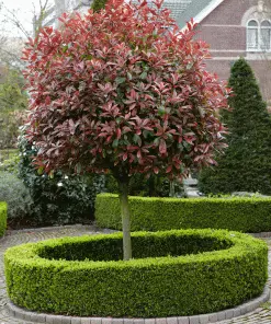 Fast Growing Trees Fraser Photinia - Tree Form 8 Fast Growing Trees Fraser Photinia - Tree Form