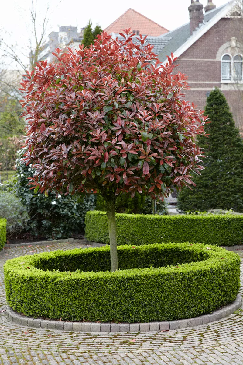 Fast Growing Trees Fraser Photinia - Tree Form 5 Fast Growing Trees Fraser Photinia - Tree Form