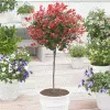 Fast Growing Trees Fraser Photinia - Tree Form
