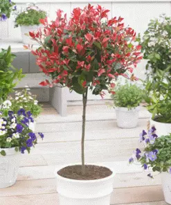 Fast Growing Trees Fraser Photinia - Tree Form