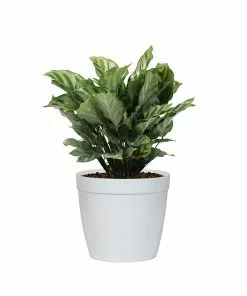 Fast Growing Trees See All House & Patio Freddie Plant 11 Fast Growing Trees See All House & Patio Freddie Plant