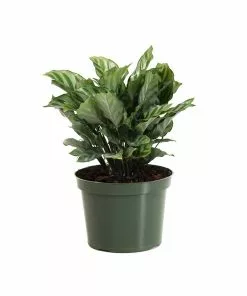 Fast Growing Trees See All House & Patio Freddie Plant 10 Fast Growing Trees See All House & Patio Freddie Plant