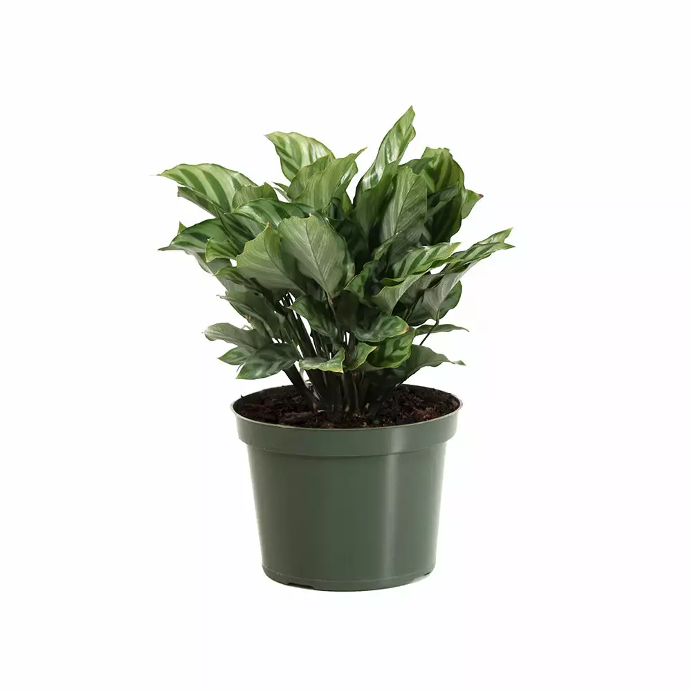 Fast Growing Trees See All House & Patio Freddie Plant 6 Fast Growing Trees See All House & Patio Freddie Plant